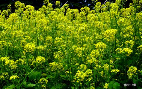 菜の花の開花時期と見どころ