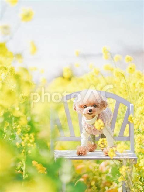 菜の花犬のすべて