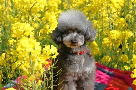 菜の花畑で犬を散歩する際の注意点