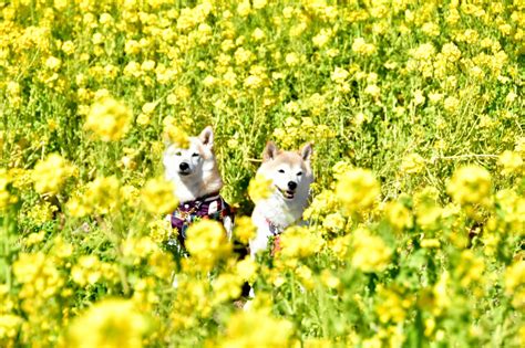 菜の花畑と犬