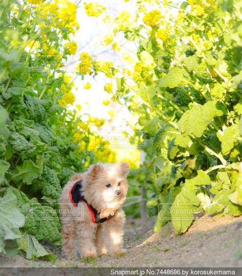 菜の花 犬