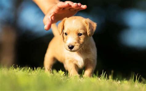 萌犬之道：與狗狗建立終生幸福的關係