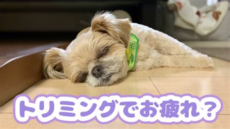 落ち着かない犬)