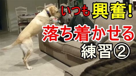 落ち着かない犬のしつけ