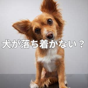 落ち着かない犬の対処法：完璧なガイド