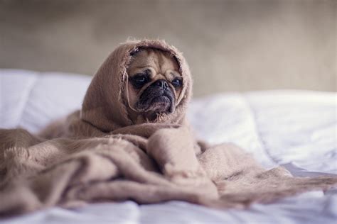 落ち着かない犬への対処法