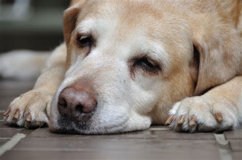 落ち着きがない犬のしつけ：効果的な方法とよくある間違い