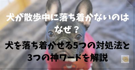 落ち着きがない犬への対処法