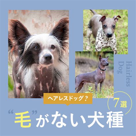 落ち着きがない犬種とは？