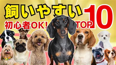 落ち着きがない犬種トップ10