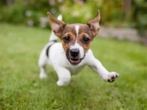 落ち着きがない犬種：その特徴と対処法