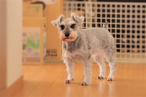 落ち着きがない犬：原因、症状、対処法