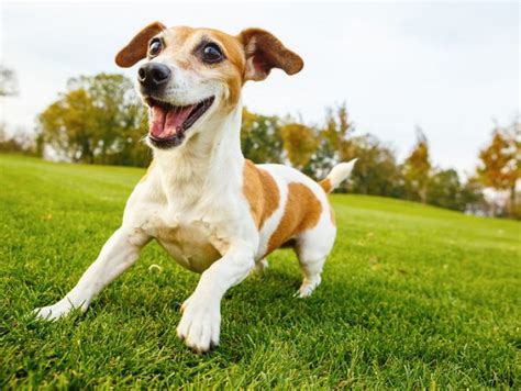 落ち着きがない犬：原因、解決策、飼い主への影響