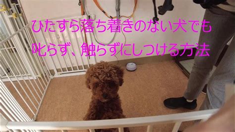 落ち着き が ない 犬 しつけ