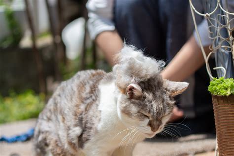 薄毛になりにくい猫の品種 ～抜け毛対策で選ぶ賢い選択～