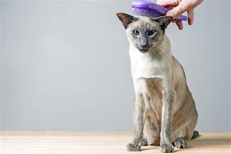 薄毛に悩む飼い主必見！抜け毛が少ない猫ってマジでいるの？