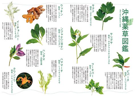 薬草の驚異的な効能と安全使用ガイド