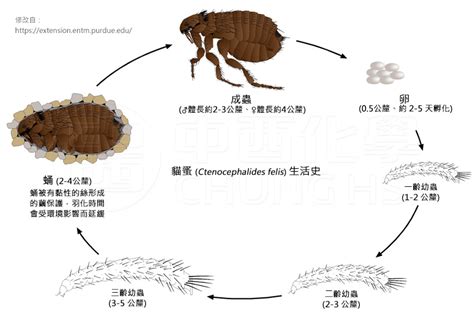 薰衣草跳蚤：揭秘其生態、危害與防治之道