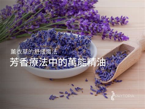 薰衣草跳蚤：芳香療法中的新星