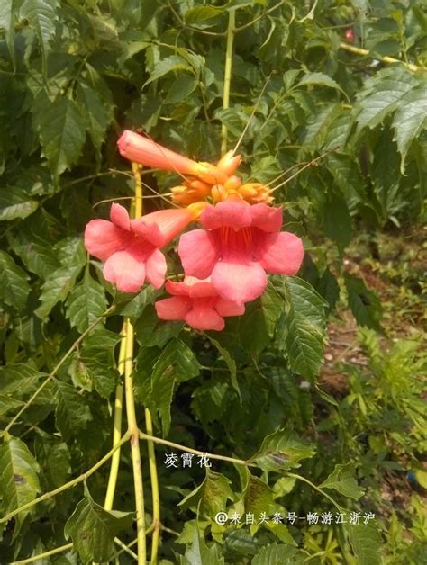 藥 用 植物園