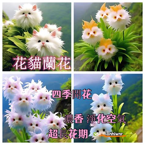 蘭花 貓