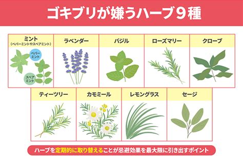 虫が嫌がるハーブ：効果的な駆除方法大公開！