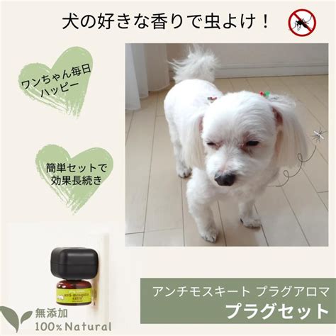 虫除け 犬 用（効果的で安全なもの）