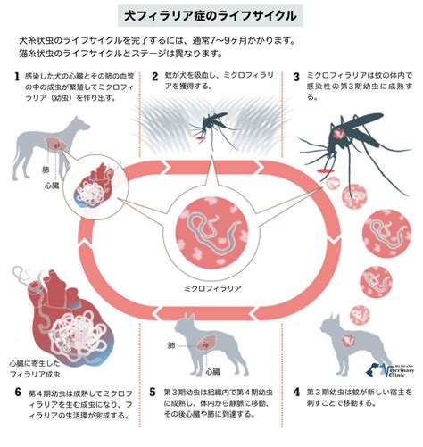 蚊：フィラリア症、犬心糸虫症