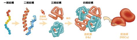 蛋白質：生命的基本組成塊