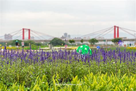 蝴蝶公園地景花海