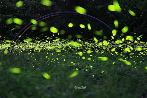 螢火蟲住宿：與大自然共眠，點亮夏夜奇觀