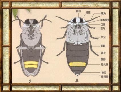 螢火蟲公母之別