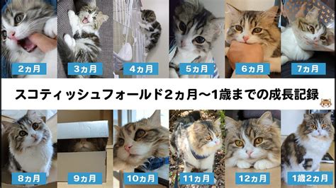 表1: スコティッシュフォールドの子猫の月齢ごとの平均体重