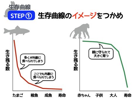 表1：野良猫の出産率と生存率