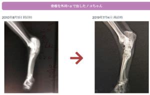 表1. スコティッシュフォールドにおける骨瘤発症率の研究