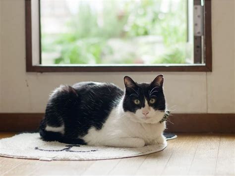 見知らぬ猫との出会い