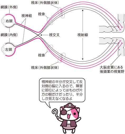 視覚のメカニズム