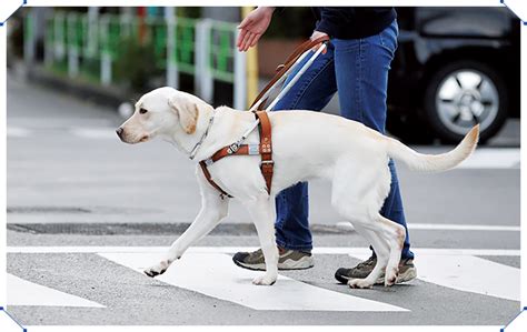 視覚障害者の生活を変える、盲導犬のすべて