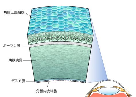 角膜の湿潤化：