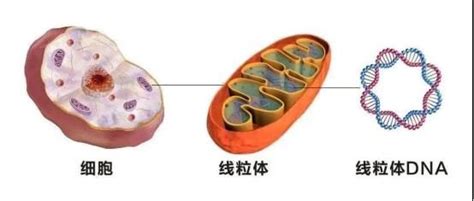 解鎖年輕活力！認識「細胞發電站」線粒體，提升健康能量水平！