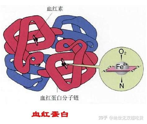 解锁「血红蛋白」的奥秘：面向中文读者的权威指南