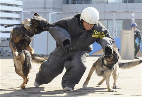 訓練所帰りの犬の特徴