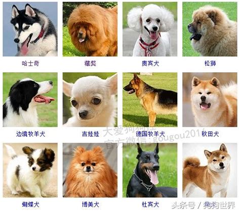 認識各種小動物品種