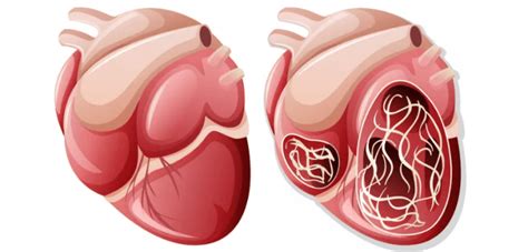 認識心絲蟲：狗狗的心臟隱形殺手