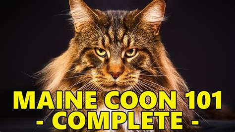 認識您不可錯過的「貓界巨人」：Maine Coon 香港 101