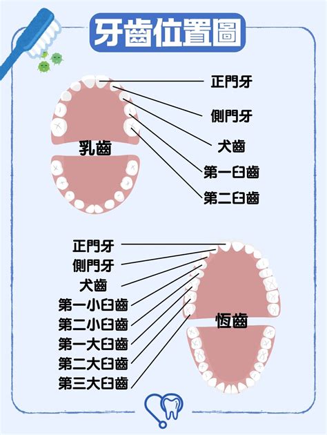 認識我們的牙齒