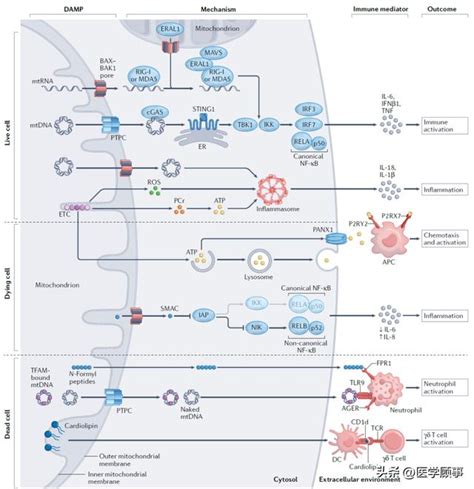 調節炎症：