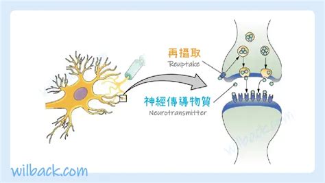 調節神經傳導：