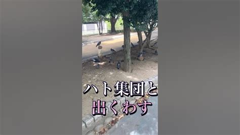 警戒心と縄張り意識