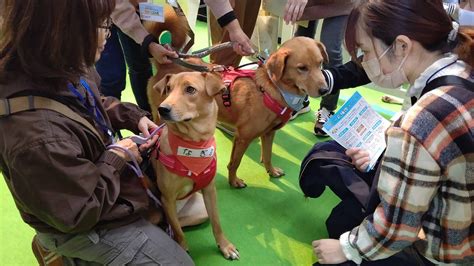 譲渡犬のすべて：大阪で新しい家族を迎える